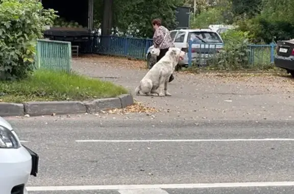 Найдена собака, Подольск, фото: Алабай найден на ул. Правды, 3, Подольск