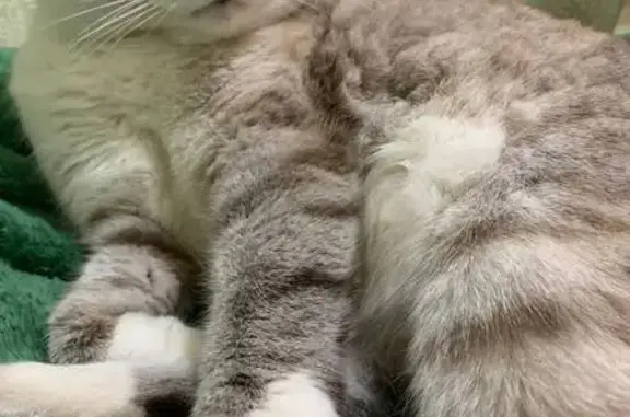 Кошки потеряшки, Брянск, фото: Потеряшка кошка, пр. Станке Димитрова, Брянск