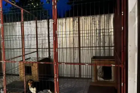 Пропала собака, Фалилеево, Ленобласть