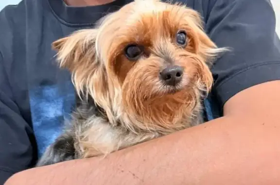 Найдена собака, Владимир, фото: Йорк найден: ул. Безыменского, Владимир