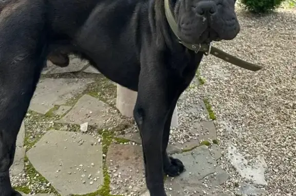 Найдена собака, Брянск, фото: Найдена собака, Флотская ул., Брянск