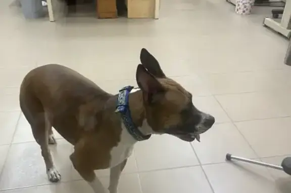 Собака найдена: ул. Дунаевского, 22Б