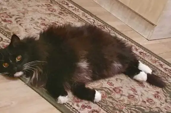 Кошки потеряшки, , фото: Потеряшка кошка, д. Непейно, Бошаровская, 13