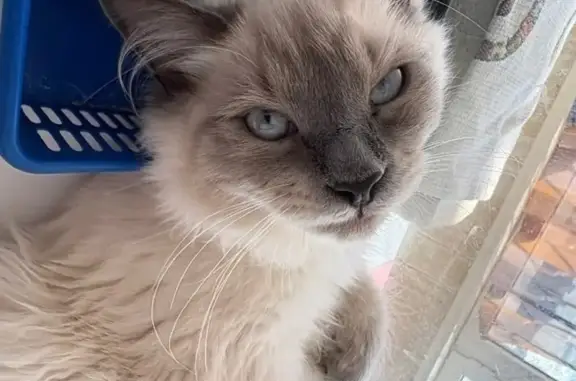 Кошки потеряшки, Белгород, фото: Потеряшка кошка, Народный бул., 63А, Белгород