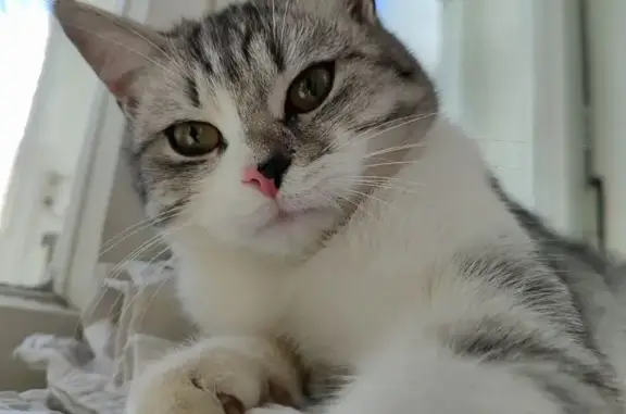 Пропала кошка на Навагинской, Владикавказ