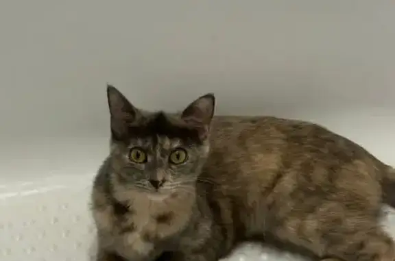 Объявления о пропавших и найденных животных, Туймазы, фото: Пропала кошка, ул. Островского, 10, Туймазы