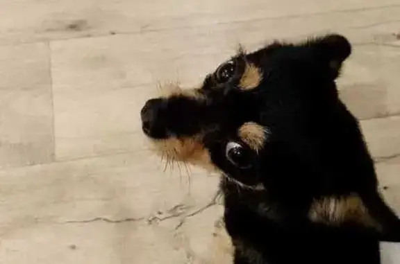 Собаки потеряшки, Верхняя Пышма, фото: Потеряшка собака, ул. Кривоусова 20, В.Пышма