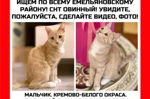 Пропала кошка, Мининский сельсовет