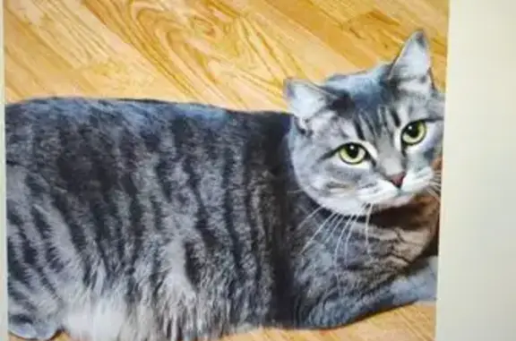 Пропала кошка Ася в СНТ Чиполино, Томск