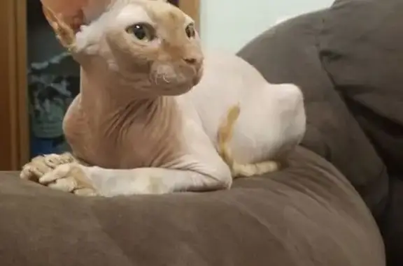 Кошки потеряшки, Пензенская область, фото: Потеряшка кошка в Чемодановке, Пензенская обл.