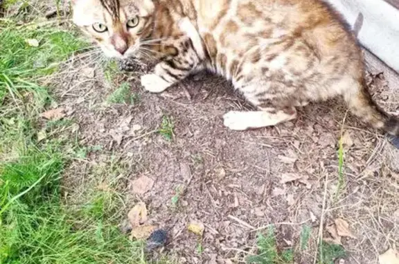 Найдена кошка, Московская область, фото: Кошка найдена в Копнино, Раменский район