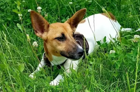 Собаки потеряшки, Краснодар, фото: Потеряшка собака на Командорской, 15, Краснодар