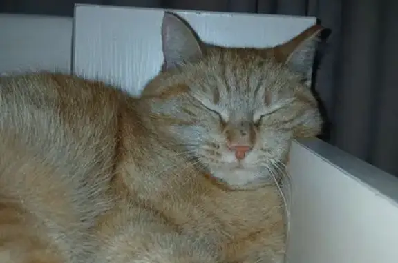 Пропала кошка, Советская ул. 114