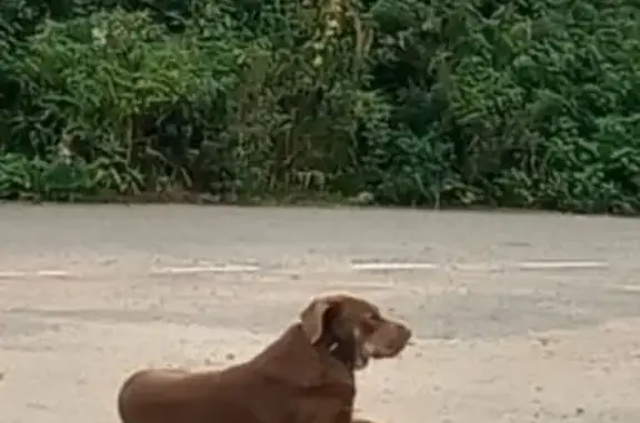 Найдена собака, Московская область, фото: Песель у СНТ Лужок, Колосово найден!