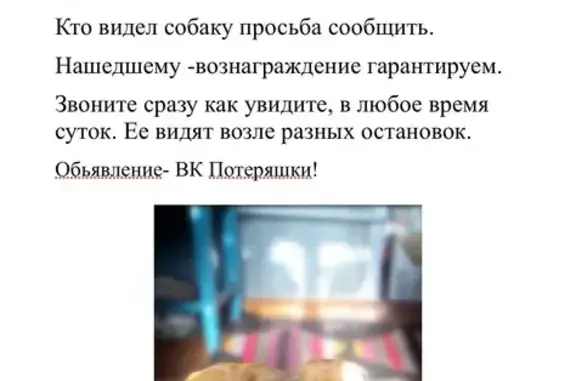 Собаки потеряшки, Луганск, фото: Потеряшка собака на Рижской улице, Луганск