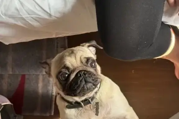 Собаки потеряшки, Краснодар, фото: Потеряшка собака, ул. Седина 94А, Краснодар