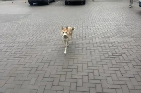 Собака найдена: Космонавта Волкова, 22 с1