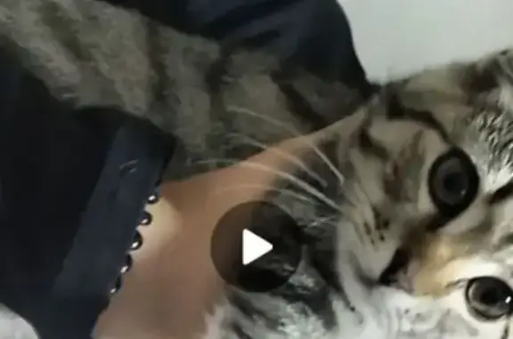 Кошки потеряшки, Воронеж, фото: Потеряшка кошка, Воронеж, ул. Мечникова