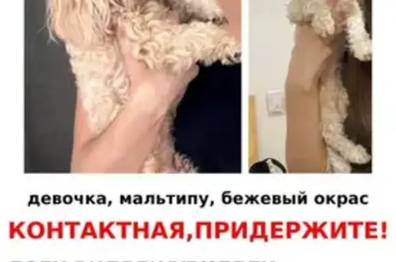 Пропала собака на Новомытищинском 31 к1