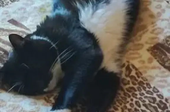 Пропала кошка, МО, д. 62