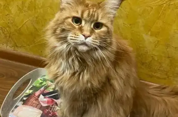 Пропала рыжая кошка, ул. Свободы, 32