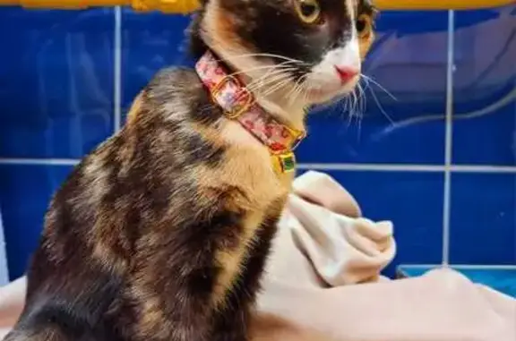 Кошки потеряшки, Санкт-Петербург, фото: Потеряшка кошка Дуся, ул. Новостроек, 9