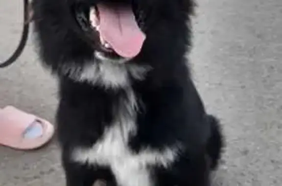 Пропала собака в Михайловке, Башкортостан