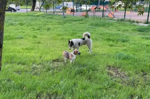 Найдена белая собака, ул. Арцимовича