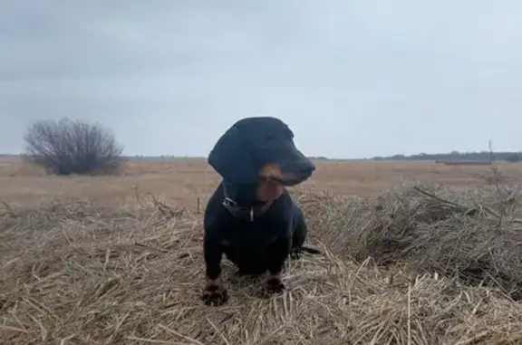 Пропала собака, Зелёная ул. 17, Дядьково