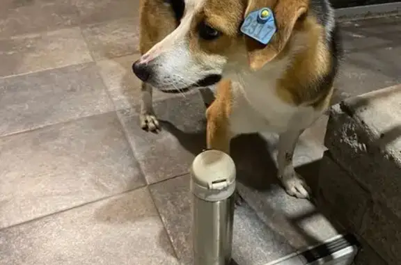 Собаки потеряшки, Омск, фото: Потеряшка собака, Омск, 10-я Марьяновская, 22