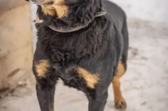 Собаки потеряшки, Омск, фото: Потеряшка собака, Омск, Космический пр. 109А