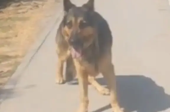 Собака найдена: ул. 40 лет Октября, Балаклава