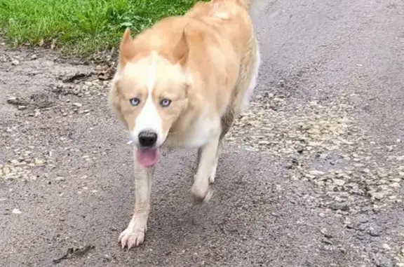 Найденные животные Ленинградская область, фото: Найдена собака, 41К-486, ЛО, Большеколпанское