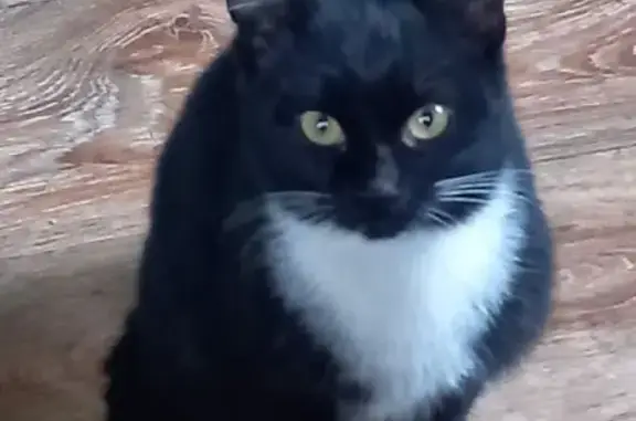 Найдена кошка, Московская область, фото: Кошка найдена: Центр. ул., Моск. обл.