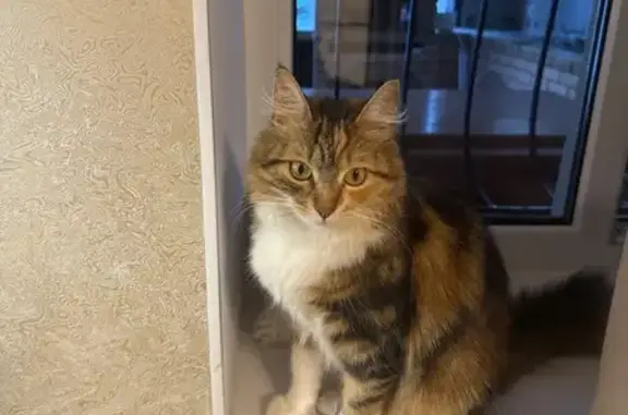 Кошки потеряшки, Симферополь, фото: Потеряшка кошка, ул. Поповкина 4, Симферополь