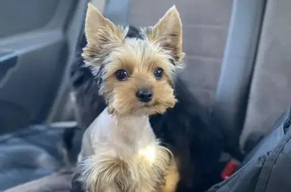 Собаки потеряшки, Петрозаводск, фото: Потеряшка собака, Машезерская ул. 7, Птз.