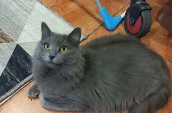 Кошки потеряшки, Астрахань, фото: Потеряшка кошка, ул. Софьи Перовской 113