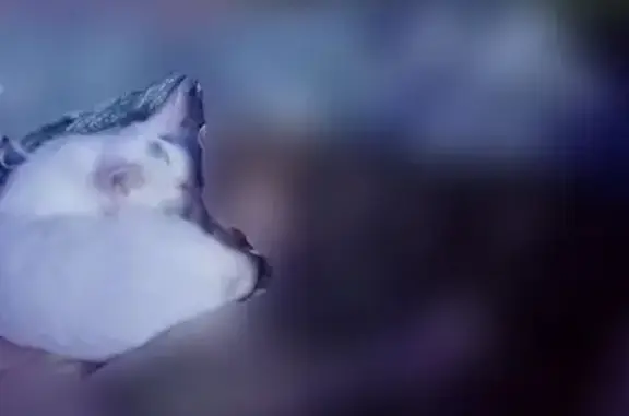 Кошки потеряшки, Новосемейкино, фото: Потеряшка белая кошка, Ново-Садовая 9