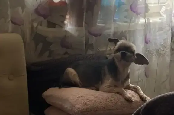 Собаки потеряшки, , фото: Потеряшка собака в п. Искателей, Северная 3А