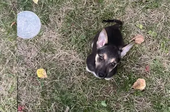 Найдена собака, , фото: Собака найдена: ул. Энгельса, 22А, Рязань