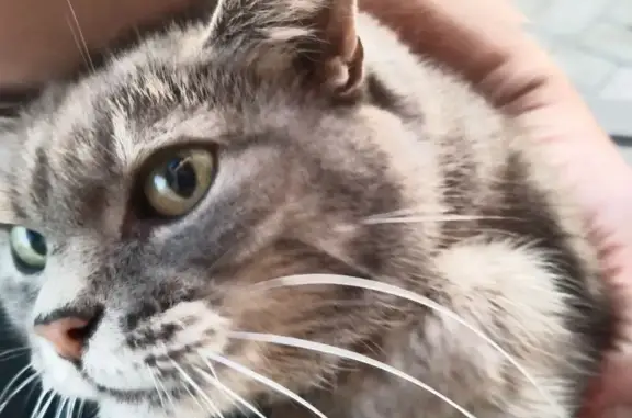 Найдена кошка, Московская область, фото: Найдена кошка, Бутурлино, МО