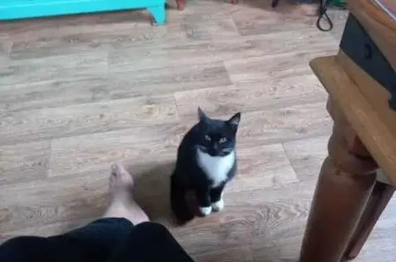 Найдена кошка, Московская область, фото: Кошка найдена: МО, Домодедово, Пл 52 км