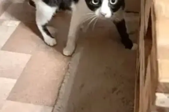 Найдена кошка, Барнаул, фото: Кошка найдена: ул. Георгиева, 4, Барнаул