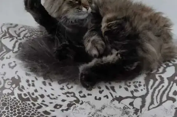 Пропала кошка, Васильево, Татарстан