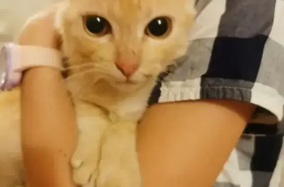 Найдена кошка, Санкт-Петербург, фото: Кошка найдена: Первомайский пр., СПб