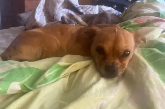 Собаки потеряшки, , фото: Потеряшка собака в Ижевске, Удмуртия