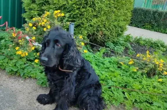 Найдена черная спаниелька в Пушкино