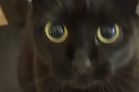 Пропала кошка в Колтушах, Ленобласть