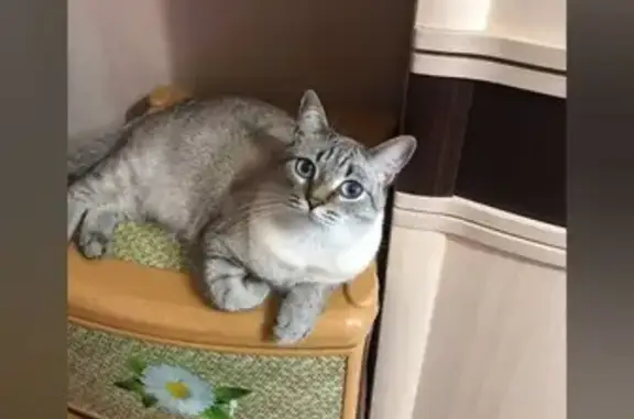 Пропала кошка, Нагайбакский — Фершампенуаз