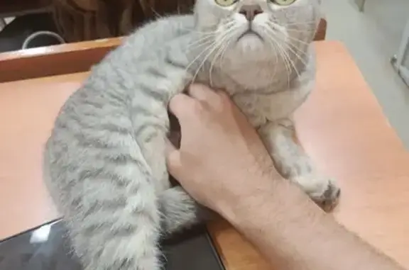 Кошка найдена у ЧелГУ, Братьев Кашириных 129